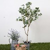 유칼립투스 나무 120cm